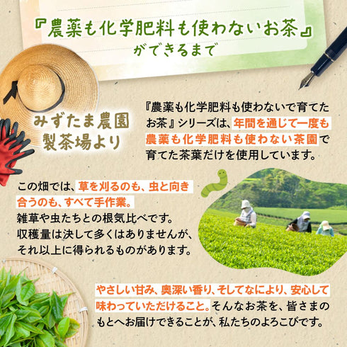 Tea grown without pesticides or chemical fertilizers Fukamushi tea bag 2.5g x 100p